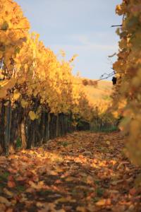 a row of trees with leaves on the road at Gites des Dix Vins in Dangolsheim