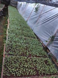 a bunch of plants growing in a greenhouse at Orch Seed in Padangluar