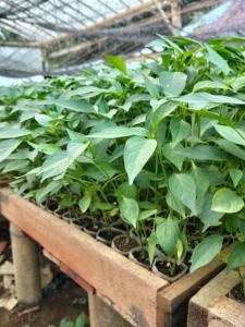a bunch of green plants in a greenhouse at Orch Seed in Padangluar