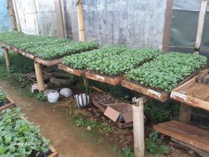 a bunch of plants on tables in a garden at Orch Seed in Padangluar