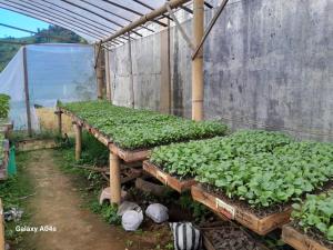 a greenhouse filled with lots of green plants at Orch Seed in Padangluar