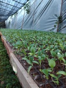 a row of green plants in a greenhouse at Orch Seed in Padangluar
