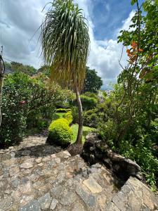a palm tree sitting on top of a rock at Quinta Huicochea in Cuernavaca