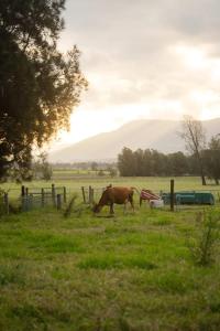 a brown cow grazing in a field of grass at The Antidote Luxe Off-Grid Tiny Home Escape on Private Farm Stay in Farmeadow