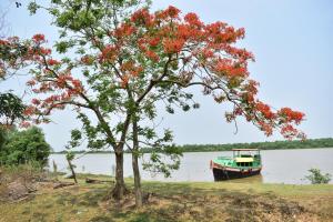 a boat on the water next to a tree with red flowers at Bhitarkania Riverside Eco Resorts in Righāgarh