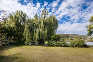 a weeping willow tree with two chairs and a lake at Oue Werf Country House in Oudtshoorn