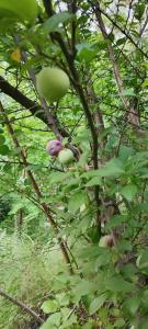 a bunch of apples hanging from a tree at Dream destination in Kulu +3 photos