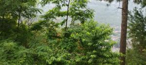 a forest filled with lots of lush green trees at Dream destination in Kulu