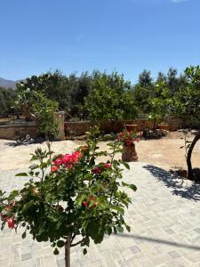 a plant with red flowers in a garden at Traditional house Nikos in Roussokhória