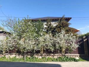 a couple of trees with white flowers in front of a building at Cholpon Guest House & Hostel in Toktogul