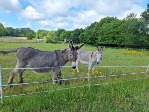 two donkeys standing in a field next to a fence at "Schöne Auszeit" Ferienwohnung in Wiemersdorf