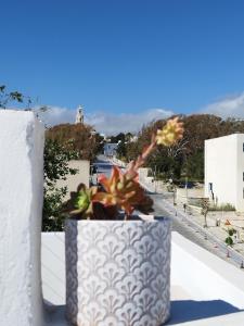 a potted plant sitting on top of a white wall at MMrooms Μονά κρεβάτια 2ος όροφος in Tinos