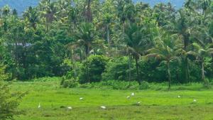 a group of animals grazing in a field with palm trees at meadowell homestay in Kizhake Chālakudi