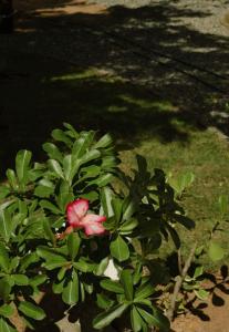 a pink flower on a bush with green leaves at Recanto Macambira in Delmiro Gouveia