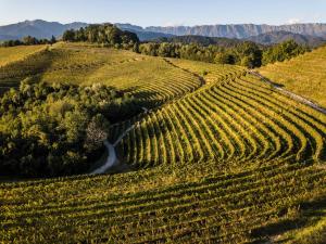 an aerial view of a vineyard with mountains in the background at Oasi Picolit in Povoletto