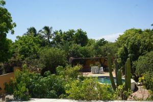 a garden with a swimming pool and cactus at Large studio with private patio in Casa Cornucopia in San José del Cabo