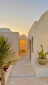 a hallway with white walls and a potted plant at Dar Hallouma - WostelDjerba community in Djerba