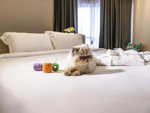 a cat sitting on top of a white bed at Mercure Florianópolis in Florianópolis