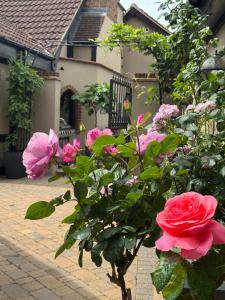 a bush of pink roses in front of a house at Balancyoga Guesthouse in Ash