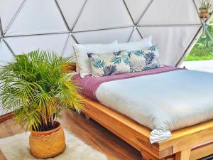 a bed in a yurt with two potted plants at Amatea de Villa de Leyva in Villa de Leyva