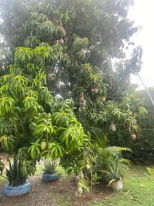a mango tree with lots of fruits on it at Santa Fe hostal in Santa Fe de Antioquia