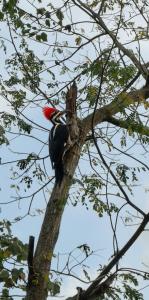 a red and black bird perched on a tree branch at Casa Hotel Vacacional Honda in Honda