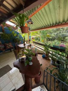 a room with a bunch of potted plants in it at Arandú Hostel in Itacaré