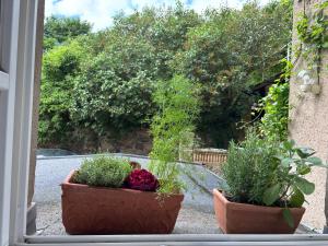 two potted plants sitting on a window sill at Rosenwohnung in Neustrelitz