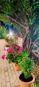 a group of potted plants sitting on a sidewalk at Sofia's Guest House in Levkákia