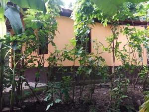 a garden in front of a house with trees at Quinta Gualca in Condega
