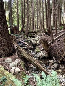 a group of trees and a creek in a forest at Cabin by the Creek in Roberts Creek