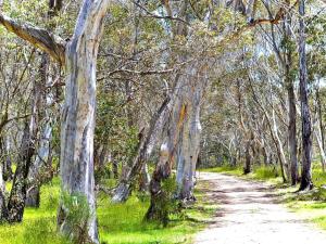 a dirt road through a forest with trees at Cabin 6- Snowy Accommodation in Adaminaby