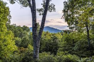 a tree in the middle of a forest at The Treehouse in Franklin