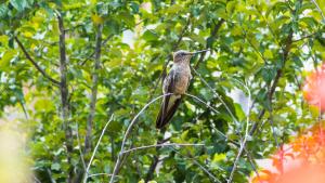 
a small bird perched on a tree branch at Hosteria de Anita in Cusco

