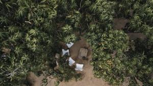 an overhead view of a bunch of banana trees at CASA NU La Saladita surf point in Temalhuacán
