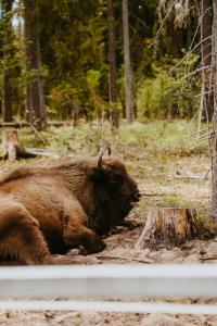 a large buffalo laying on the side of a road at STACJA RUDA in Złota Wieś
