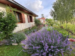 a garden with purple flowers next to a house at Ostoja nad jeziorem Żywki in Żywki