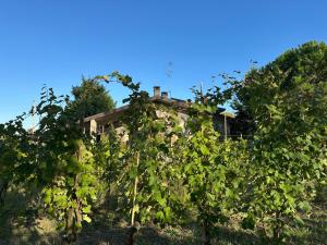an old house obscured by vines on a hill at B&B La Vigna dei Fratelli in lido degli scacchi