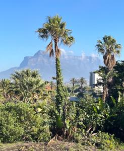 a palm tree with a mountain in the background at Silhouette Suite at Nine Palms in Cape Town