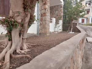 a tree with its roots on the side of a building at Résidence EPLF SAKET BÉJAÏA in Bejaïa +5 photos