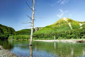 a tree in the water with a mountain in the background at Tabist Kazeyuki in Takayama