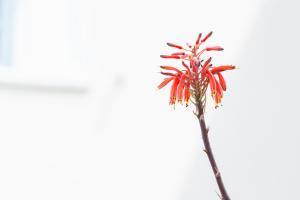 a red flower in a vase on a table at Interbeira Sandomil River Cottage in Seia