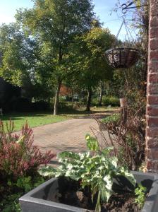 ein Garten mit einem Korb, der von einem Gebäude hängt in der Unterkunft Holiday Smitske in Soerendonk