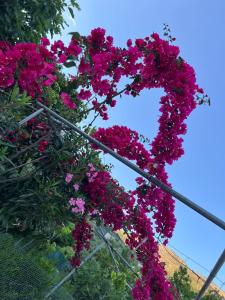 a heart shaped wreath of pink flowers on a fence at Borsh Beach Apartment in Borsh