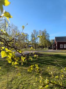 a tree with yellow leaves in front of a house at Kyyveden Kartano Horsma 14 in Mikkeli