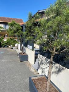 two palm trees in front of a building at Les studios du Centre in La Teste-de-Buch
