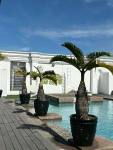 a row of palm trees inront of a swimming pool at Penthouse Hotel and Residences 407 in Angeles