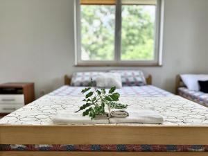 a plant sitting on top of a bed with a window at Anit Rooms in Luštica