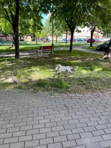a dog laying in the grass in a park at Eötvös Hotel in Ajka