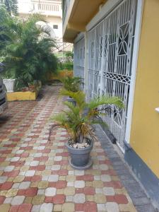 a potted plant sitting on the side of a building at Kami's serenity suit in Port Maria